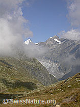 Foto: Oberaarhorn, Wasenhorn und Fieschergletscher