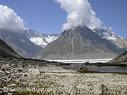 F000100: Wollgras am Märjelesee, Aletschgletscher und Olmenhorn