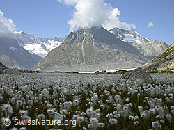 F000104: Bergwiese mit Wollgras, Aletschgletscher und Olmenhorn