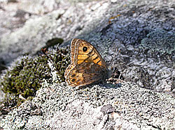 Mauerfuchs (Lasiommata megera) (15.09.2002, F000140)