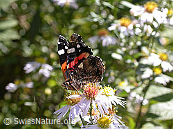 Photo: Admiral (Schmetterling)