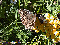 Foto: Kaisermantel valesina (Argynnis paphia f. valesina)