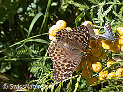 Foto: Kaisermantel valesina (Argynnis paphia f. valesina)