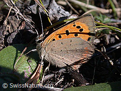 Photo: Kleiner Feuerfalter