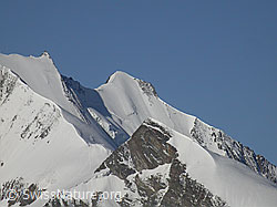 F000210: Stecknadelhorn, Hohberghorn, Ulrichshorn