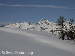 F001699: Unberührte Schneelandschaft und Aletschhorn
