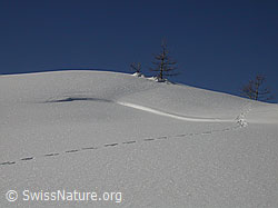 F001764: Junge Lärchen, kleine Schneeverwehung und Tierspur