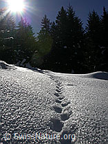 F001791: Fuchsspur durch Schnee mit starker Rauhreif-Oberfläche