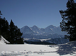 F001878: Winterliche Berglandschaft mit Eiger, Mönch, Jungfrau