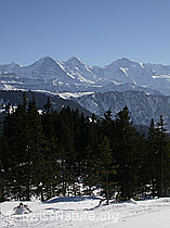 F001895: Bergwald und Eiger, Mönch, Jungfrau