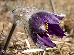 Berg-Anemone (Pulsatilla montana) (F002196)