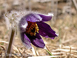 Berg-Anemone (Pulsatilla montana) (15.03.2003, F002197)