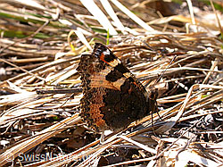 Photo: Kleiner Fuchs