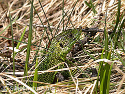 Smaragdeidechse (Lacerta bilineata) (F002333)