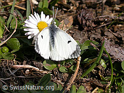 Photo: Anthocharis cardamines on Bellis perennis