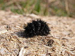F002361: Raupe, ev. eines Perlmutterfalters
