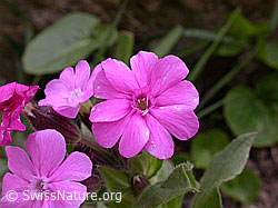 Foto: Rote Waldnelke (Silene dioica)