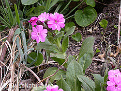 Foto: Rote Waldnelke (Silene dioica)