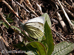 Photo: Rapsweissling