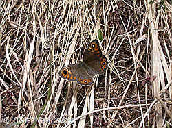 Foto: Braunscheckauge (Lasiommata petropolitana)