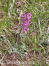 Photo: Festknolliger Lerchensporn (Corydalis solida)