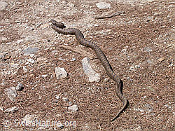 Foto: Aspisviper (Vipera aspis)