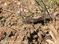 Foto: Aspisviper (Vipera aspis)