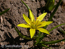 Photo: Gagea fragifera