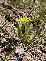 Photo: Gagea fragifera