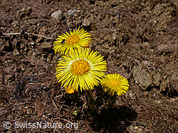 Foto: Huflattich in brauner Umgebung
