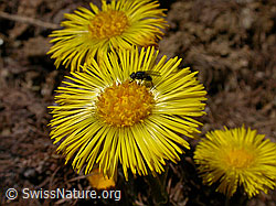 Foto: Fliege auf Huflattichblüte