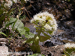 Photo: Weisse Pestwurz