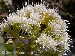 Photo: Weisse Pestwurz, Büten