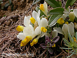 F002465: Buchsblättrige Kreuzblume