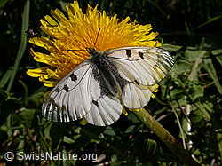Foto: Schwarzer Apollo (Parnassius mnemosyne)