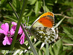 Rote Waldnelke (Silene dioica)