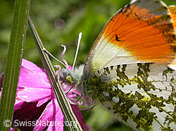 Foto: Aurorafalter (Anthocharis cardamines) an Roter Waldnelke (Silene dioica)