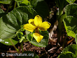 Foto: Gelbes Bergveilchen, Blüte