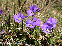 Foto: Langspornige Stiefmütterchen
