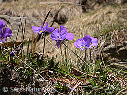 Foto: Langspornige Stiefmütterchen, Seitenansicht
