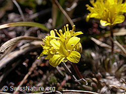 Photo: Immergrünes Felsenblümchen, Blüte