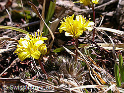 Photo: Draba aizoides
