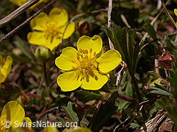 F002530: Frühlings-Fingerkraut, Blüte