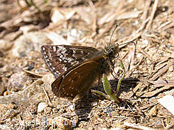 Foto: Dunkler Dickkopffalter (Erynnis tages)