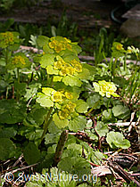 Foto: Wechselblättriges Milzkraut (Chrysosplenium alternifolium)