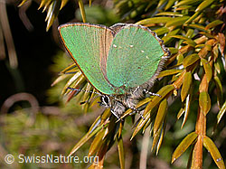 Photo: Brombeerzipfelfalter (Callophrys rubi)
