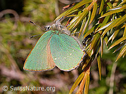 Photo: Brombeerzipfelfalter (Callophrys rubi)