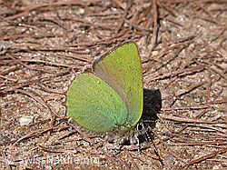 Photo: Brombeerzipfelfalter (Callophrys rubi)
