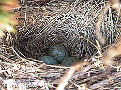 F002725: Vogelnest mit Eier