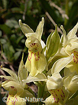 Photo: Gelbes Holunder-Knabenkraut, Blüten